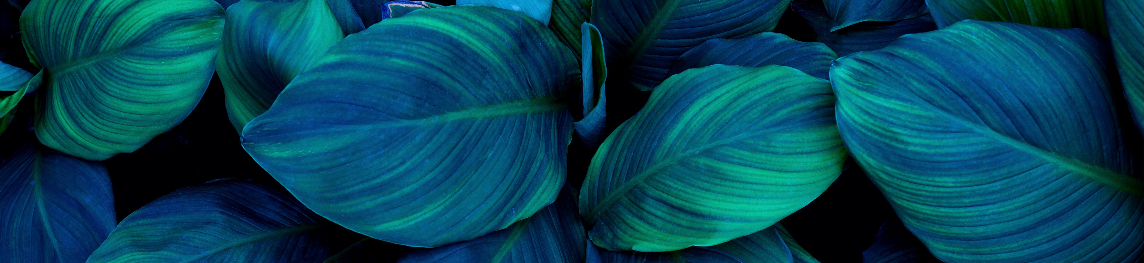 bluegreenの熱帯植物の画像です
